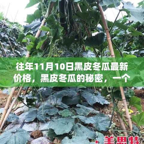 黑皮冬瓜背后的故事，友情、家庭与季节的交织，最新价格揭晓