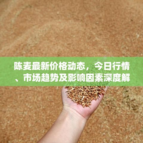 陈麦最新价格动态，今日行情、市场趋势及影响因素深度解析