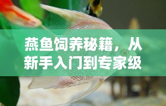 燕鱼饲养秘籍，从新手入门到专家级饲养，百度百科全攻略