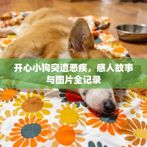 条款 第50页