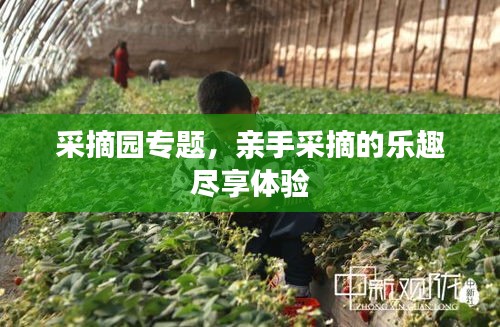 采摘园专题，亲手采摘的乐趣尽享体验